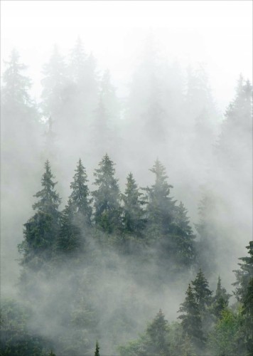 Przejdź do produktu Plakat Plakaty do ramki Las, Mgła, Drzewa 50x70