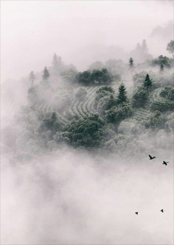 Przejdź do produktu Plakat Plakaty do ramki Las, Mgła, Drzewa 50x70