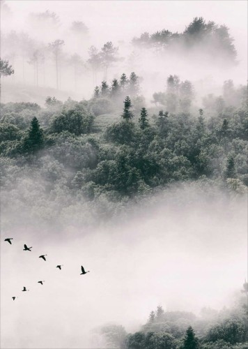 Przejdź do produktu Plakat Plakaty do ramki Las, Mgła, Drzewa 50x70