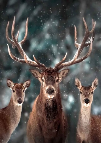 Przejdź do produktu Jeleń Sarna Las Plakat Plakaty 70x50cm Papier 200g