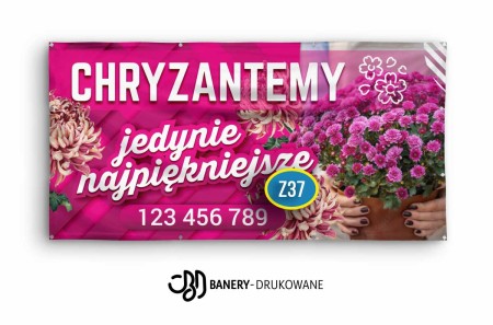 Chryzantemy-Z37.jpg