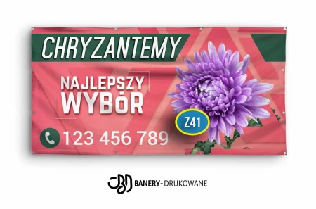 Chryzantemy-Z41.jpg